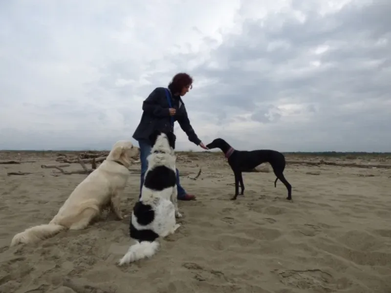 Goa bocconi dalle mani