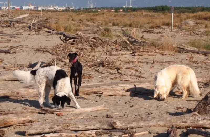 Goa con Nello e Margot