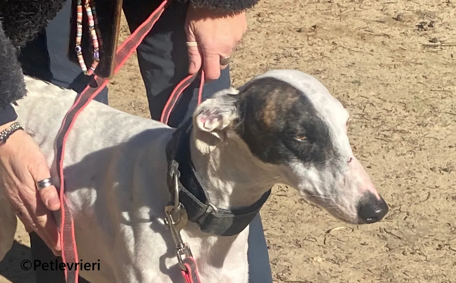 Goa galgo adozione pet levrieri onlus 0