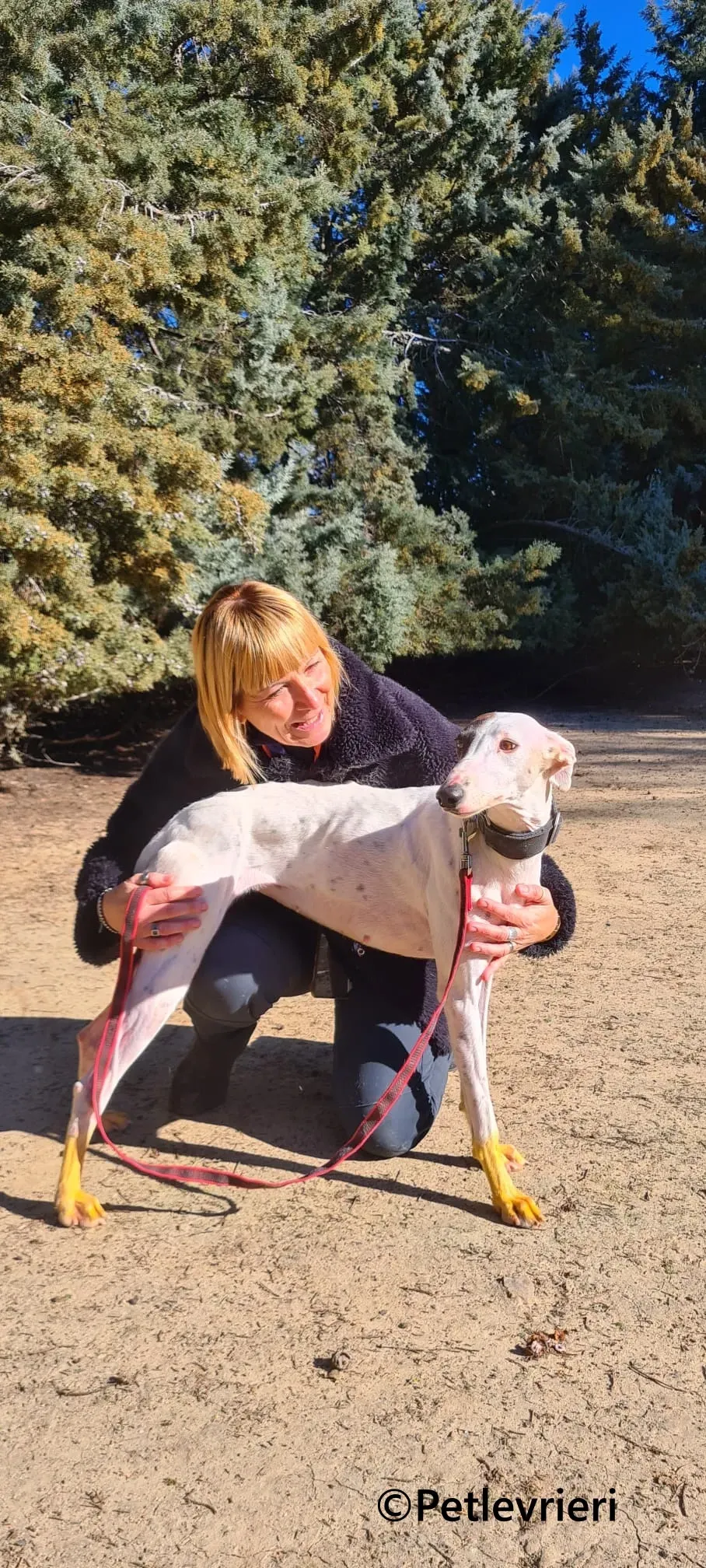 Goa galgo adozione pet levrieri onlus 1