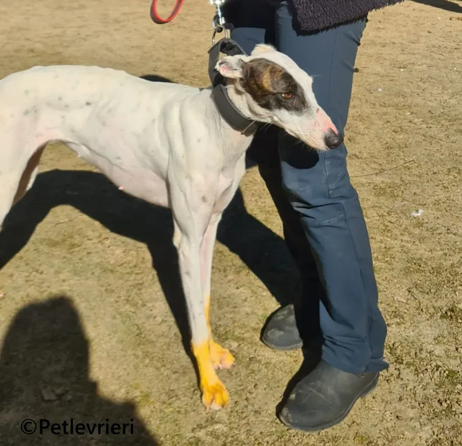 Goa galgo adozione pet levrieri onlus 2