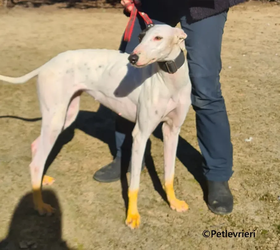 Goa galgo adozione pet levrieri onlus 3