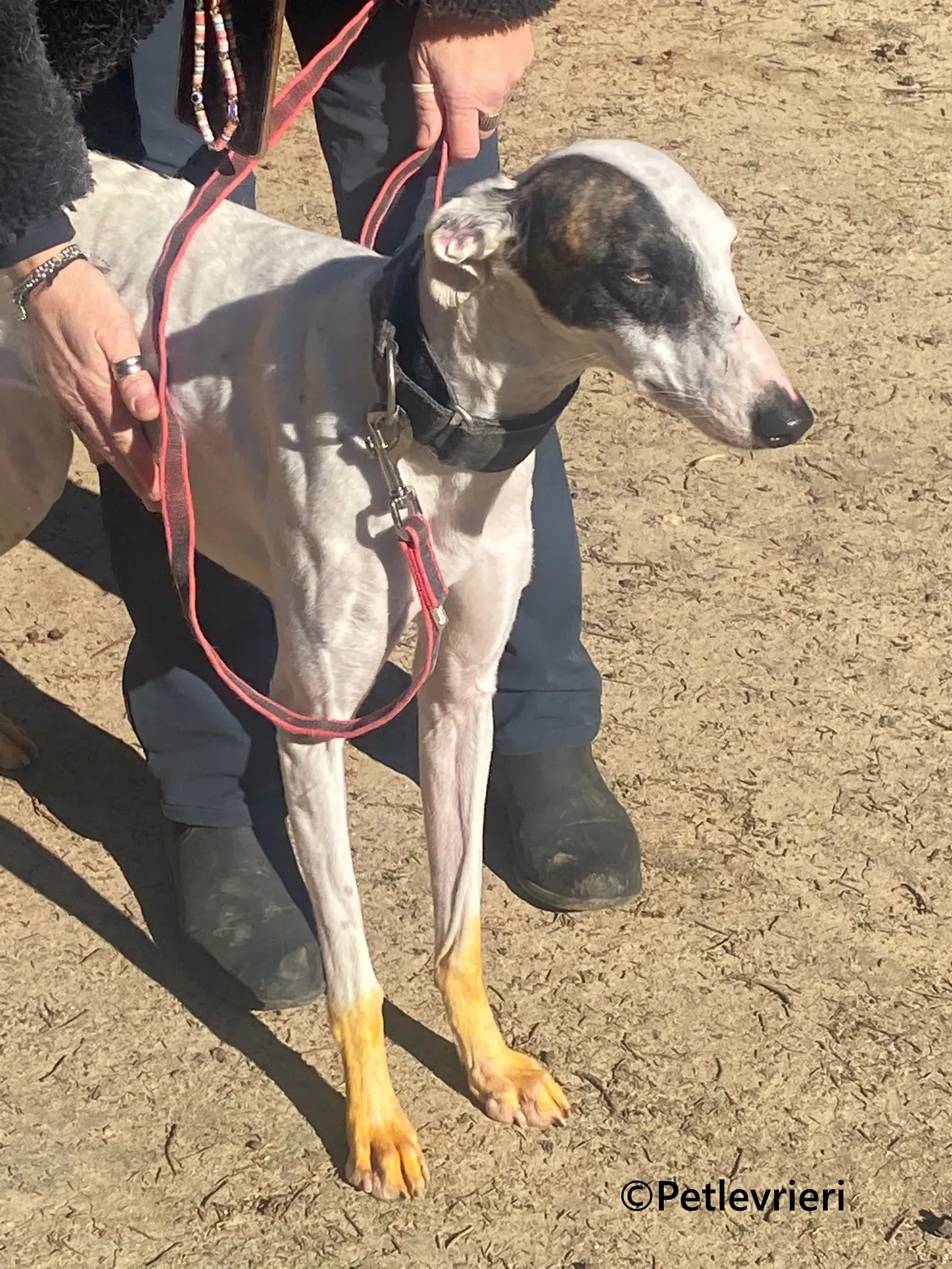 Goa galgo adozione pet levrieri onlus 4