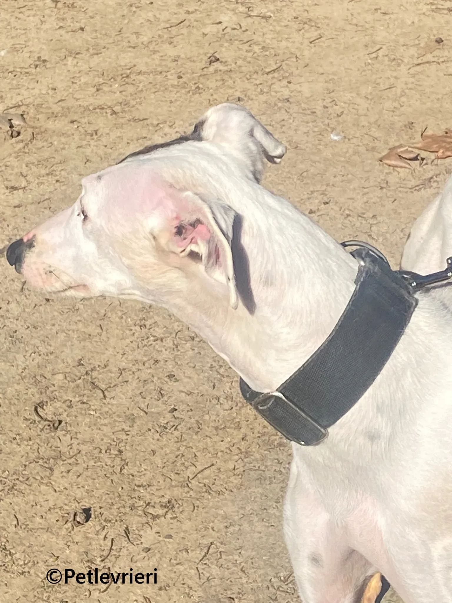 Goa galgo adozione pet levrieri onlus 5