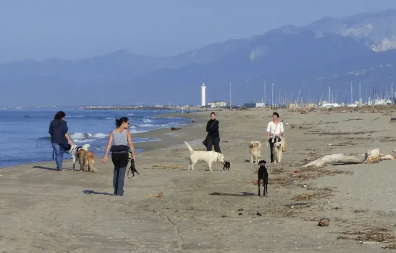 Goa incotro con cani