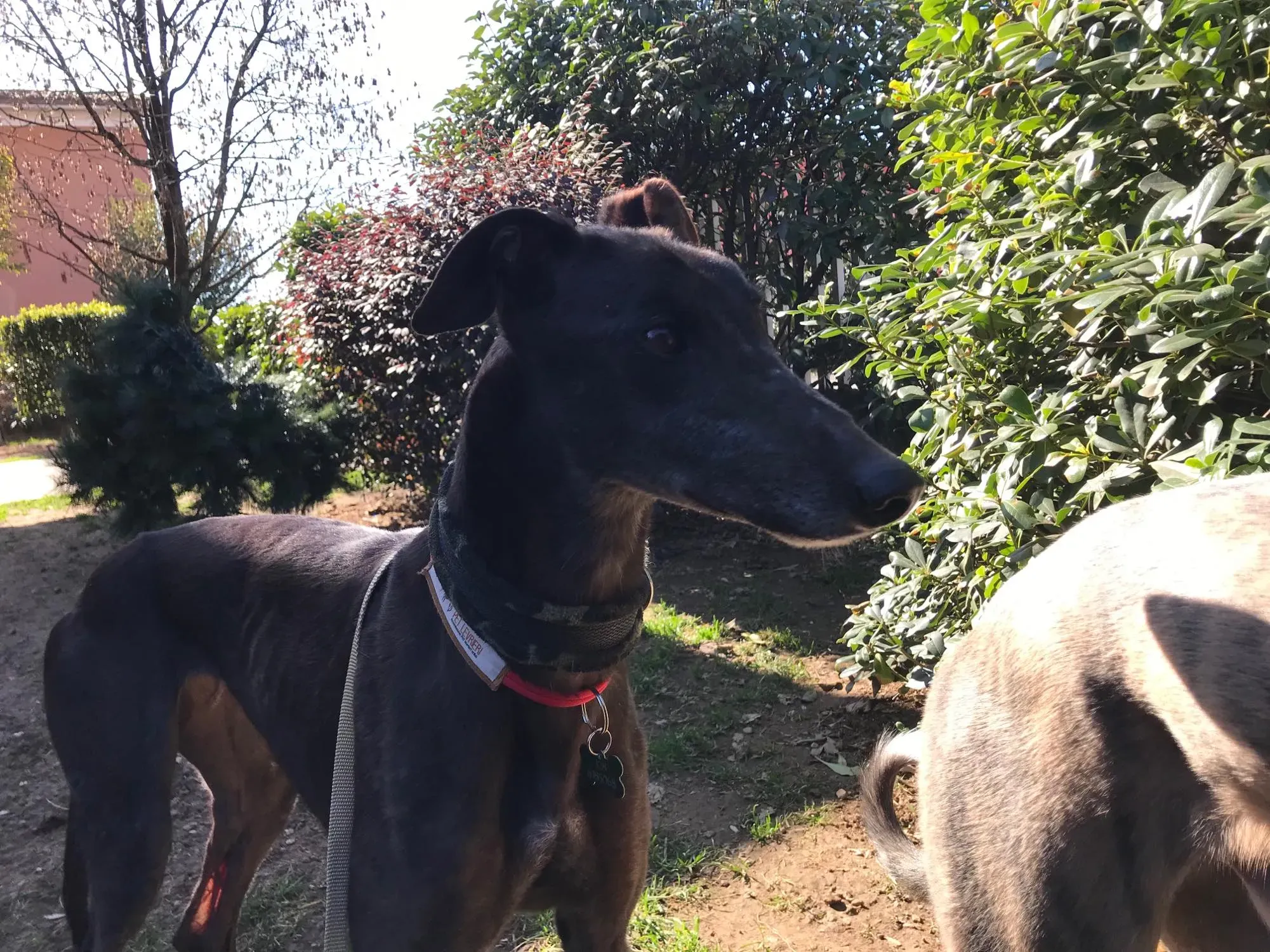 Golden Signify Greuhound Adozione Levrieri Foster macao 2