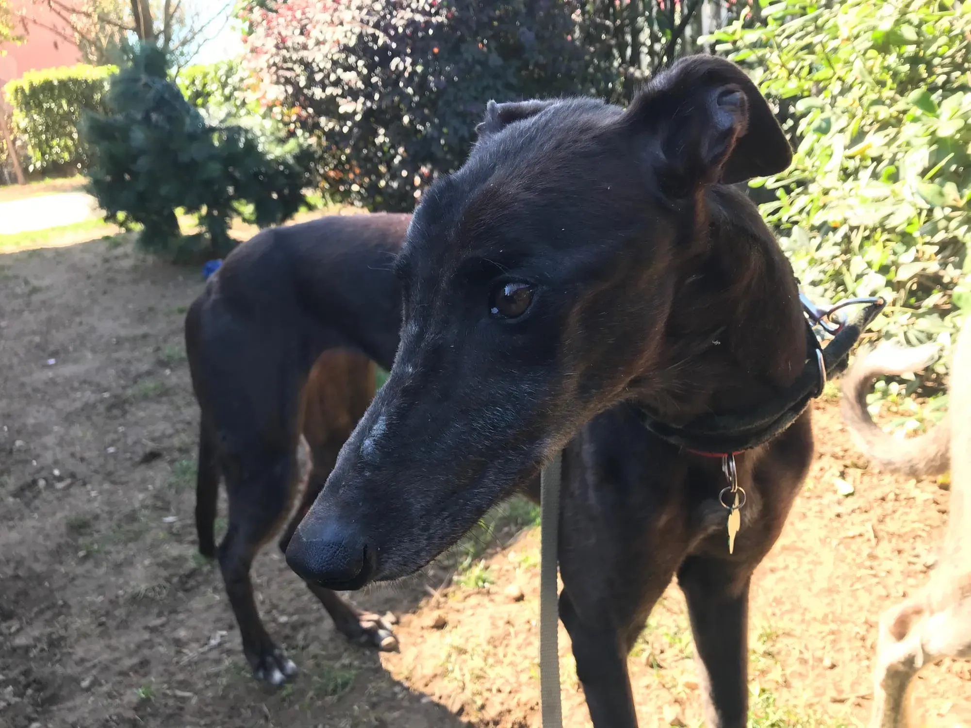 Golden Signify Greuhound Adozione Levrieri Foster macao 3