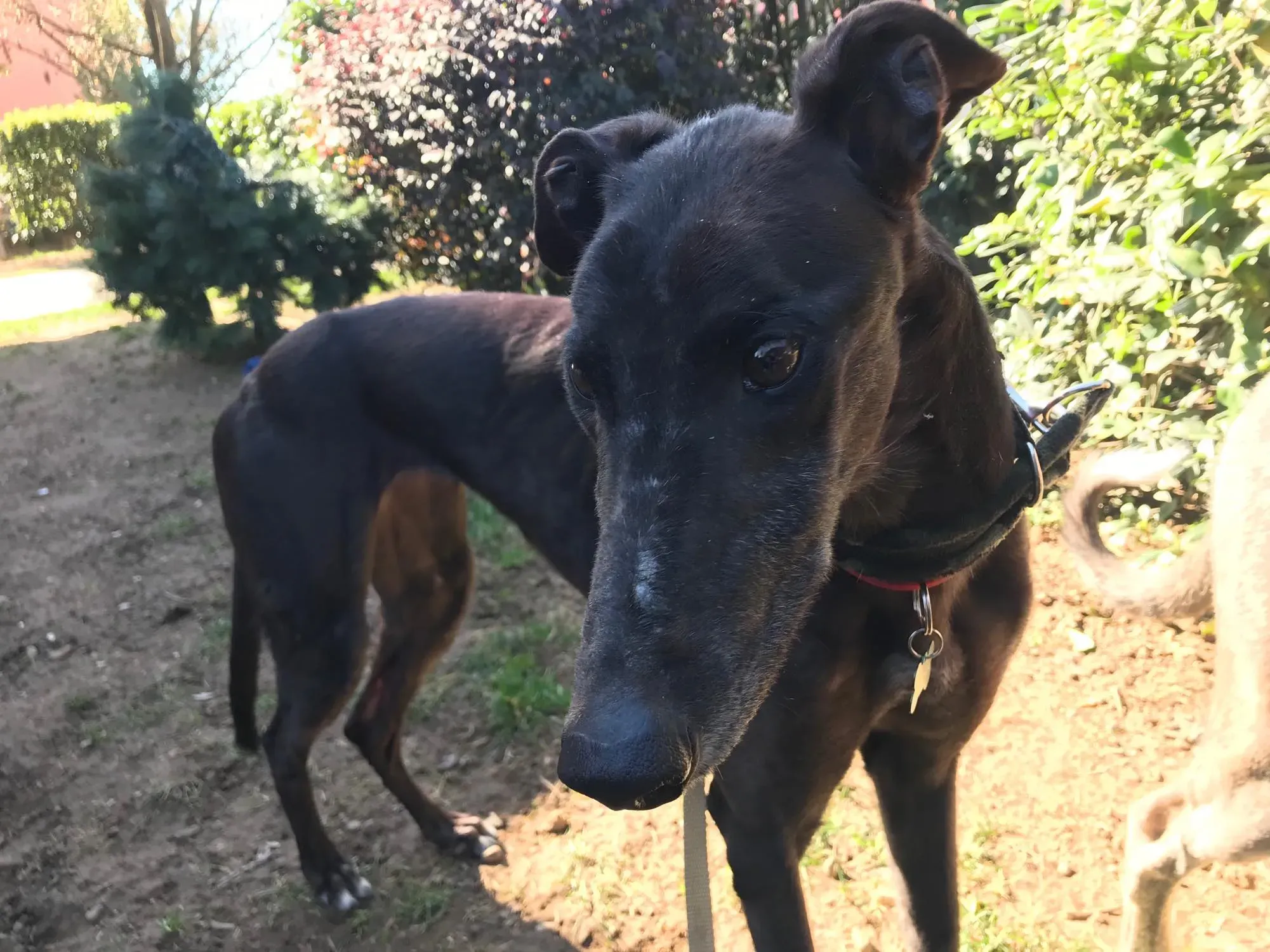 Golden Signify Greuhound Adozione Levrieri Foster macao 4