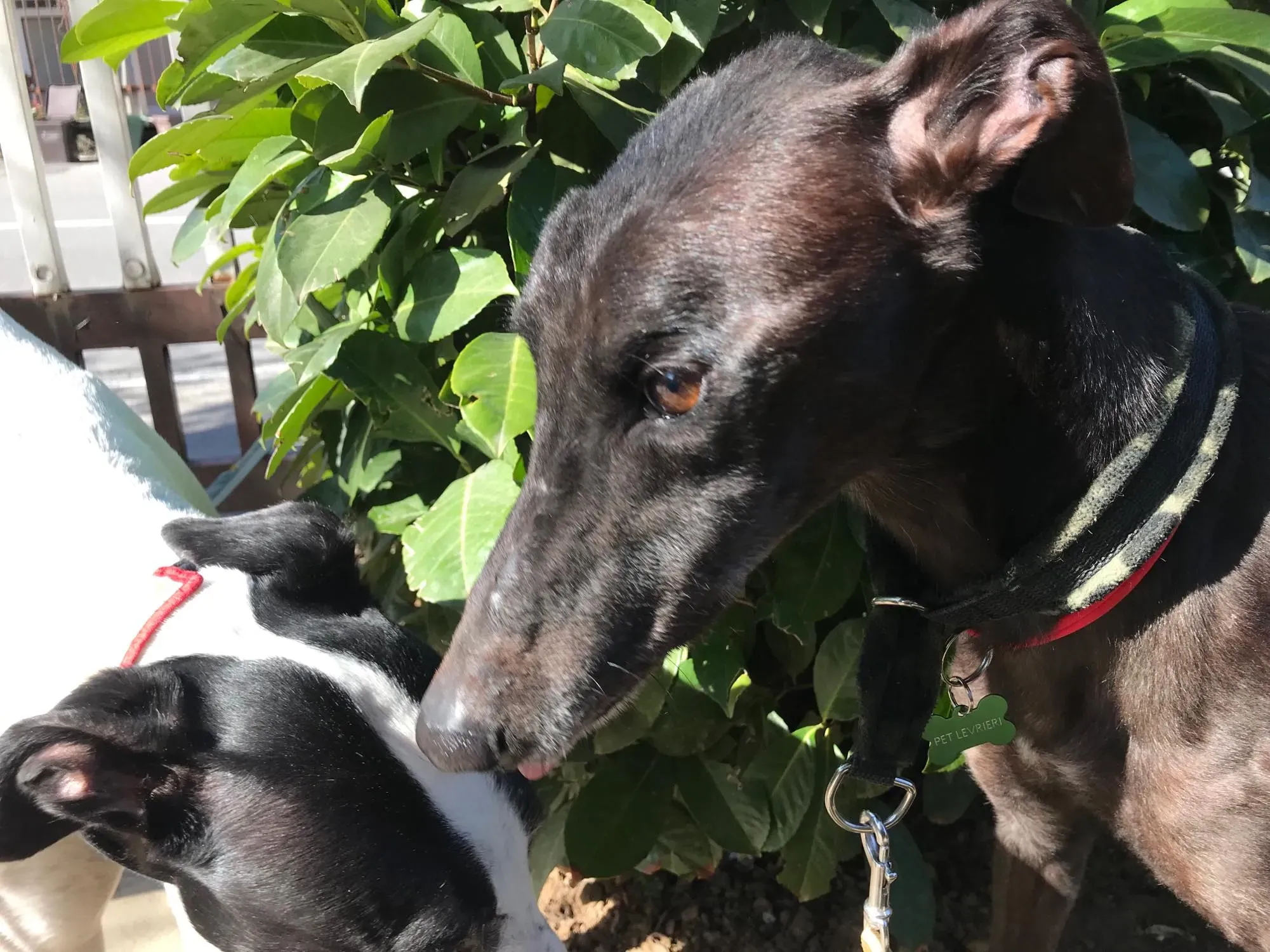 Golden Signify Greuhound Adozione Levrieri Foster macao 5