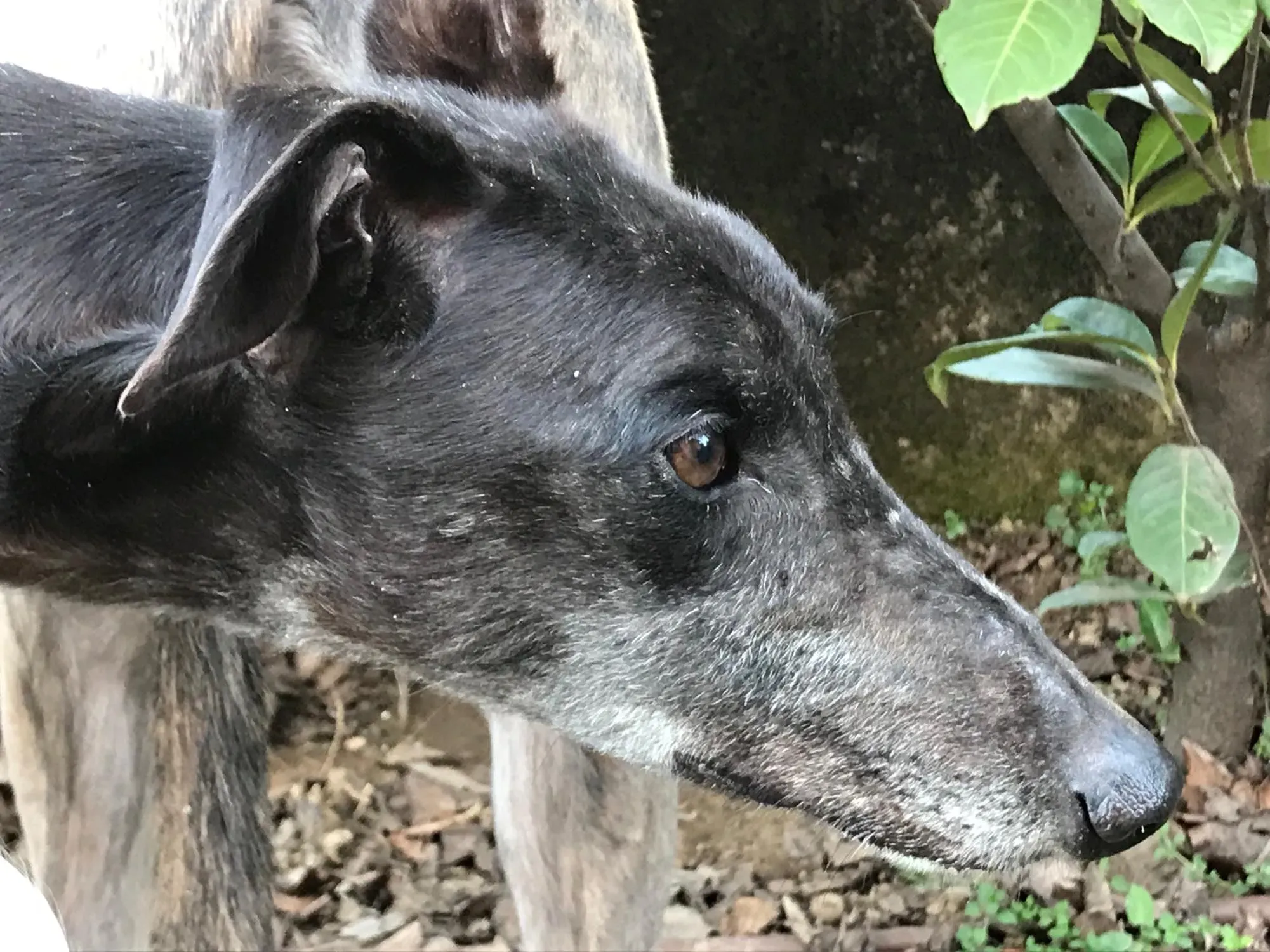 Golden Signify Greuhound Adozione Levrieri Foster macao 6