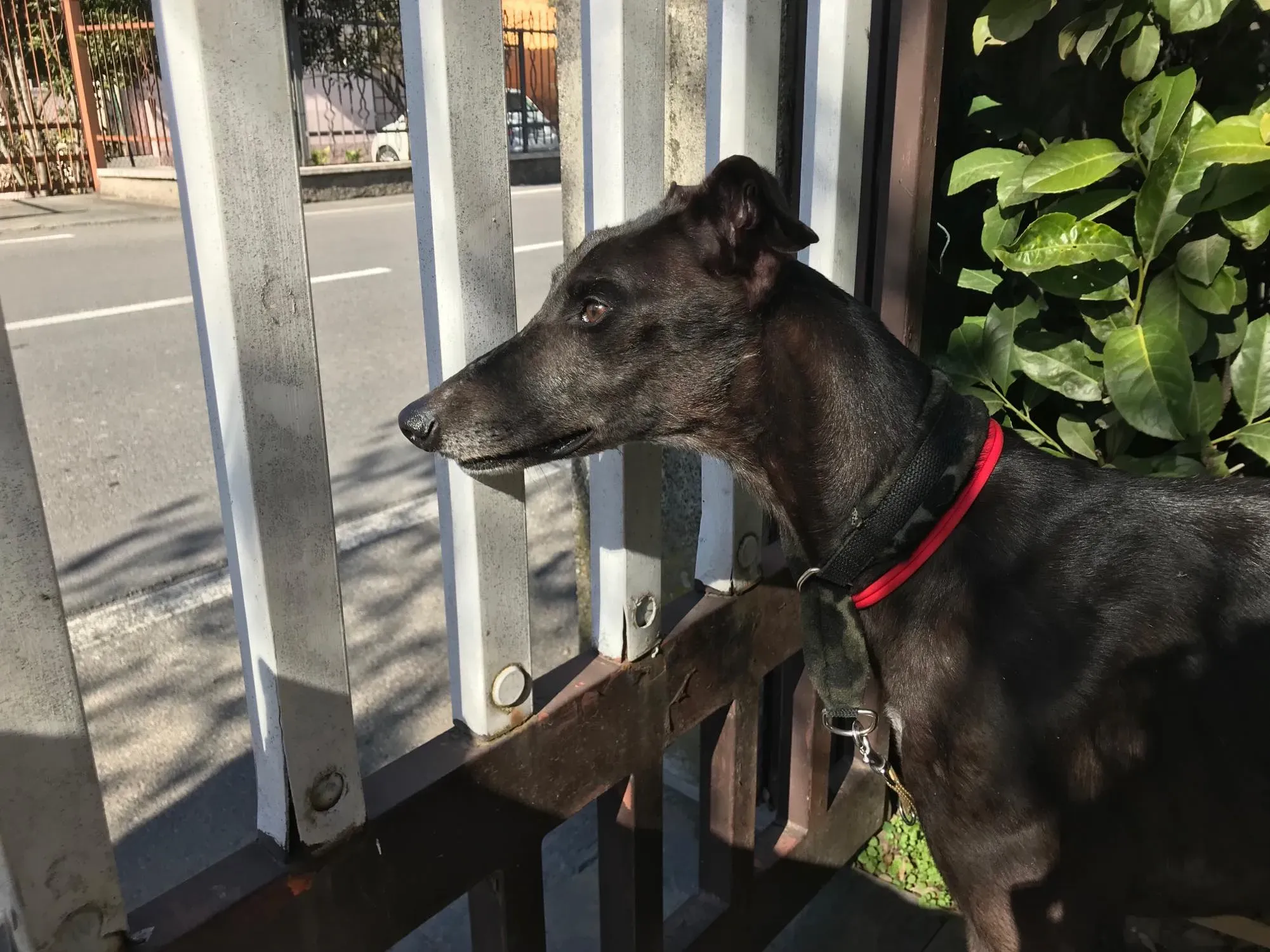 Golden Signify Greuhound Adozione Levrieri Foster macao 7