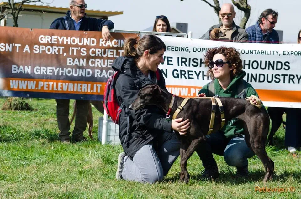 Golden Signify Greuhound Adozione Levrieri Foster macao Adoption Day 1