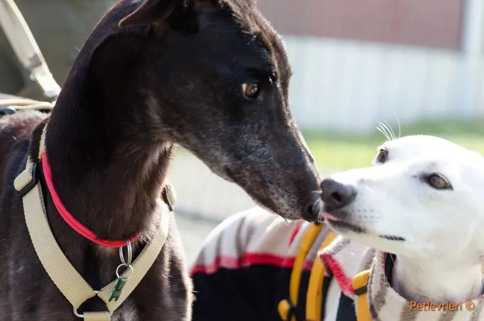 Golden Signify Greuhound Adozione Levrieri Foster macao Adoption Day 2