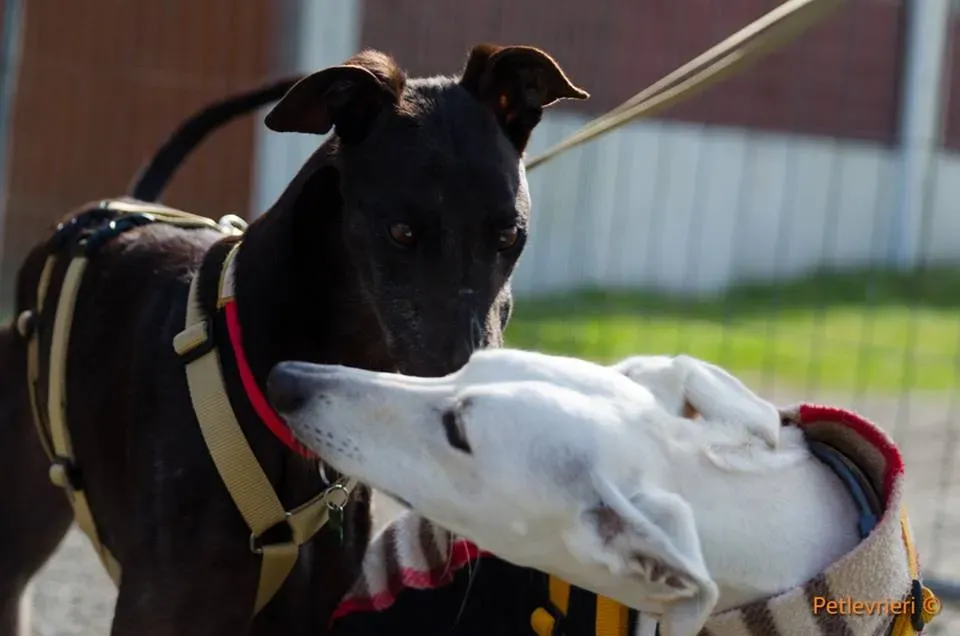 Golden Signify Greuhound Adozione Levrieri Foster macao Adoption Day 3