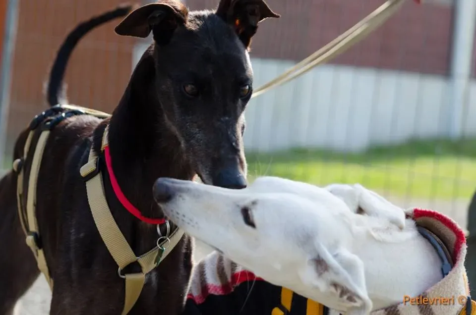 Golden Signify Greuhound Adozione Levrieri Foster macao Adoption Day 4