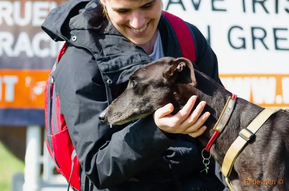 Golden Signify Greuhound Adozione Levrieri Foster macao Adoption Day 5