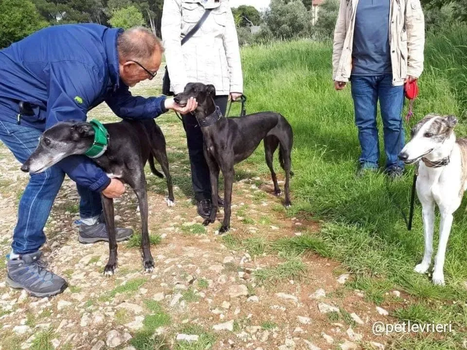 Golden Signify adozione greyhound macao1