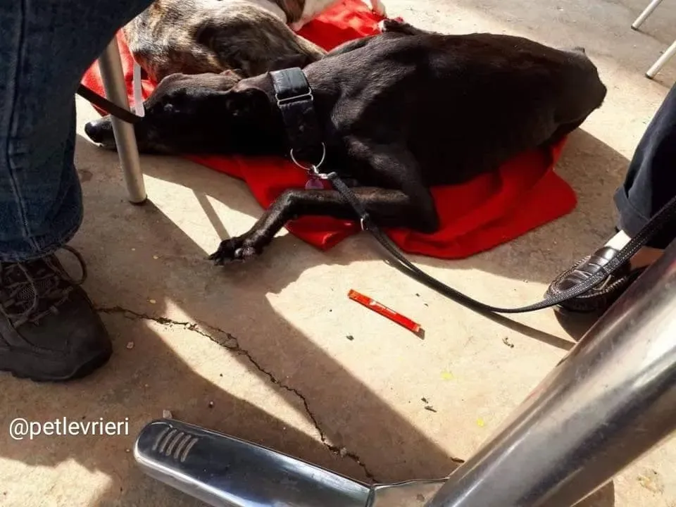 Golden Signify adozione greyhound macao2