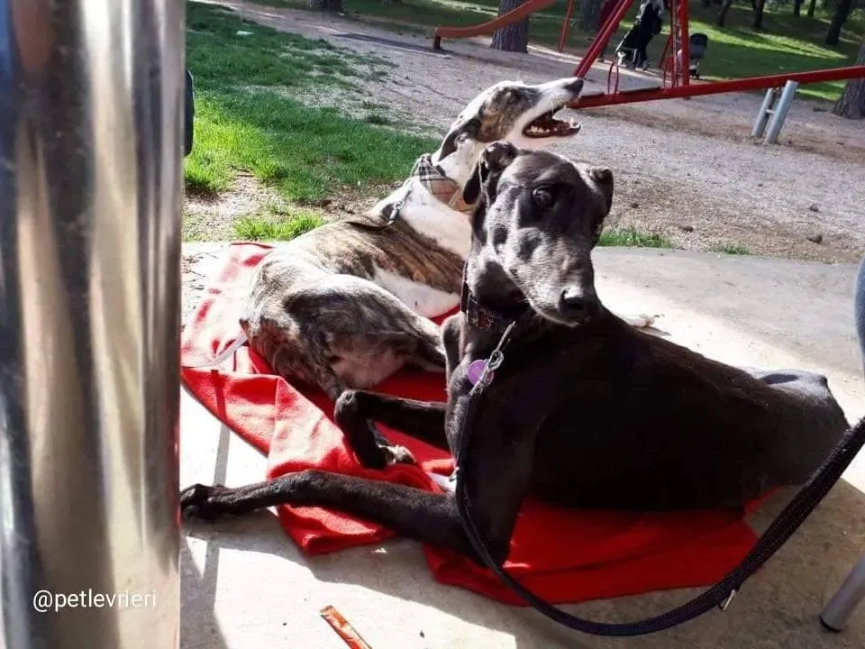 Golden Signify adozione greyhound macao3