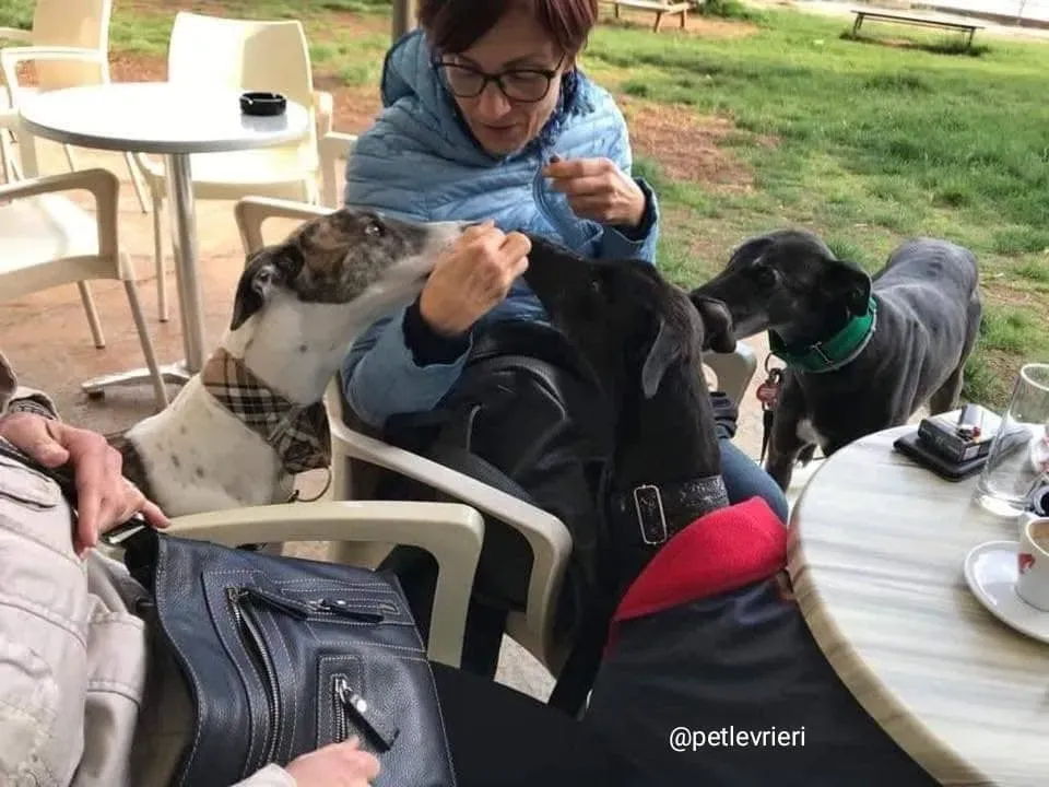 Golden Signify adozione greyhound macao4