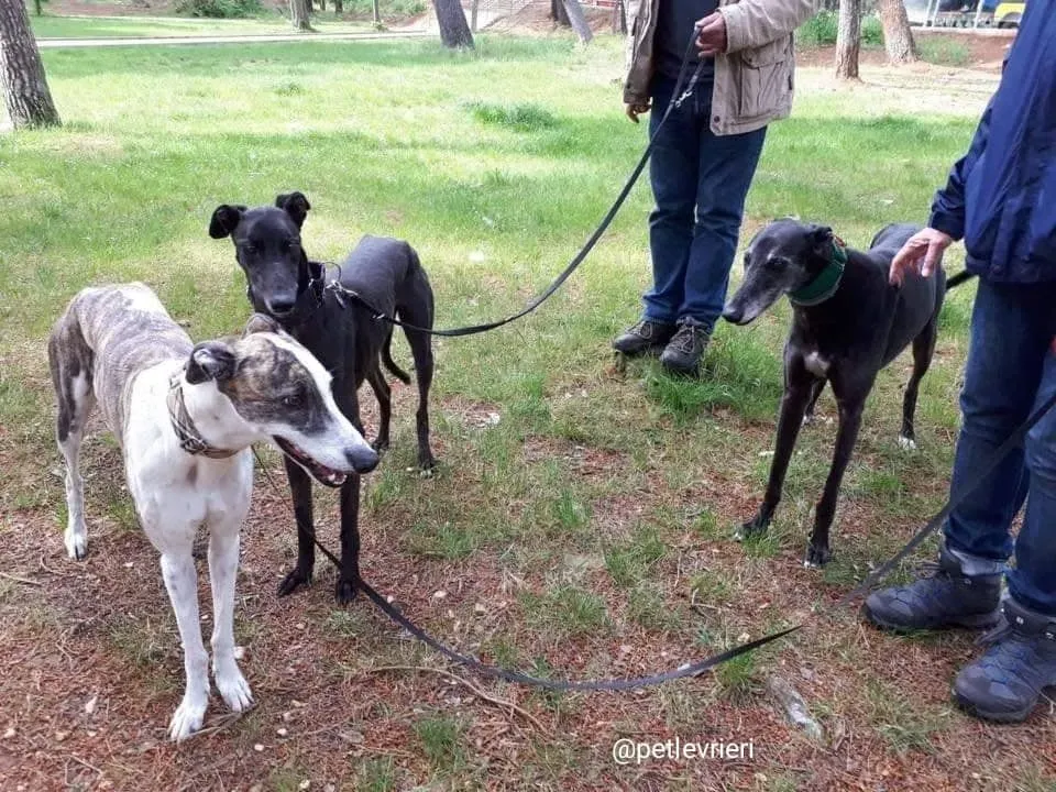 Golden Signify adozione greyhound macao5