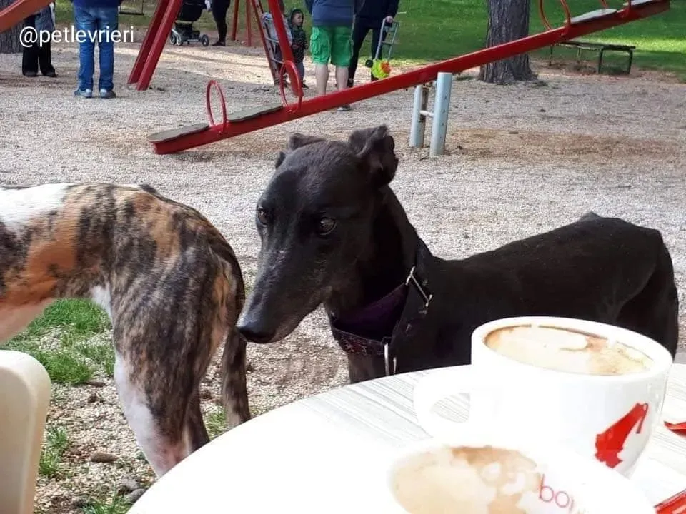 Golden Signify adozione greyhound macao6