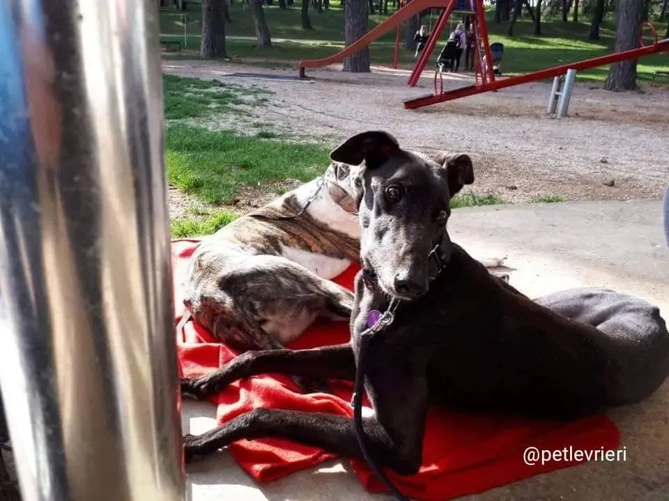 Golden Signify adozione greyhound macao7