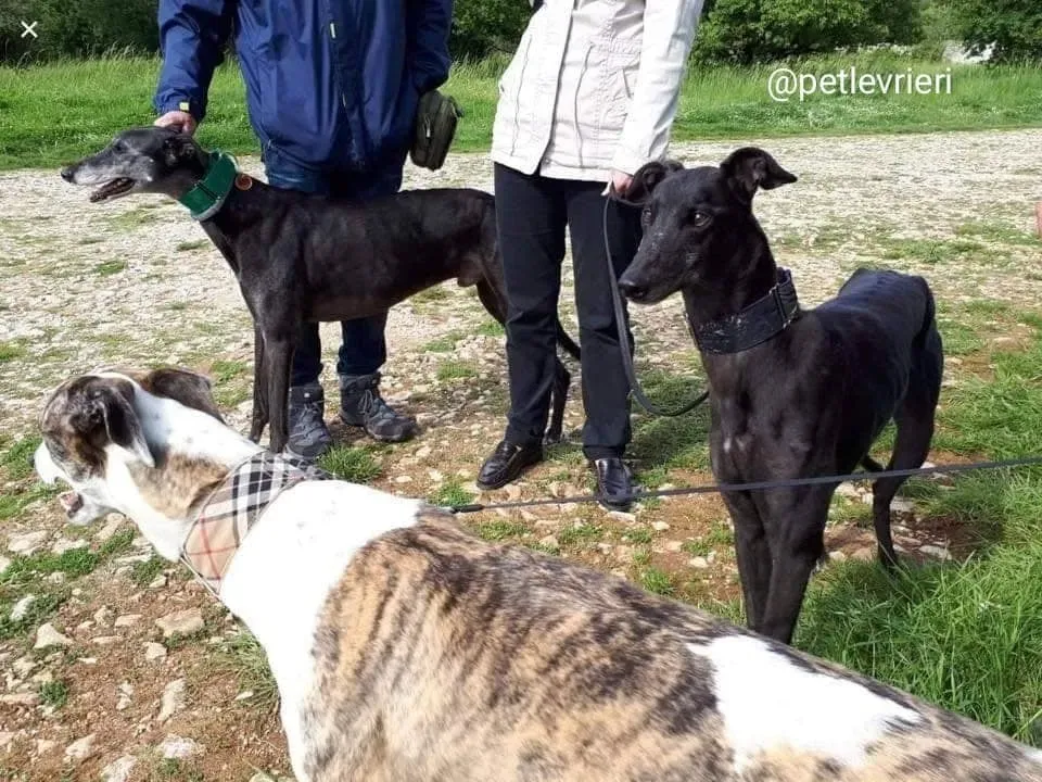 Golden Signify adozione greyhound macao8