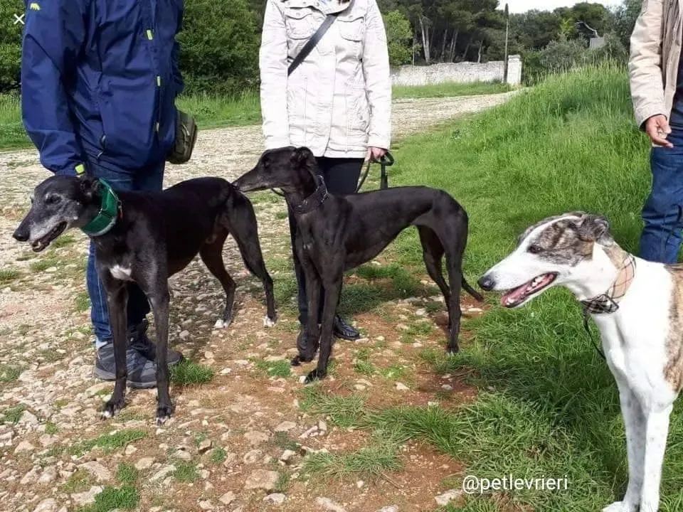 Golgen Signify adozione greyhound macao