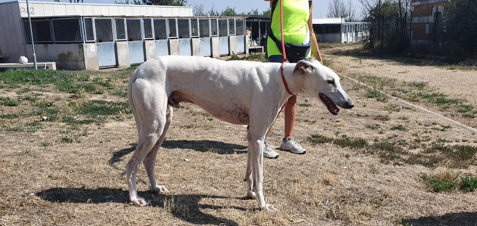 Goliat adozione levrieri galgo 02