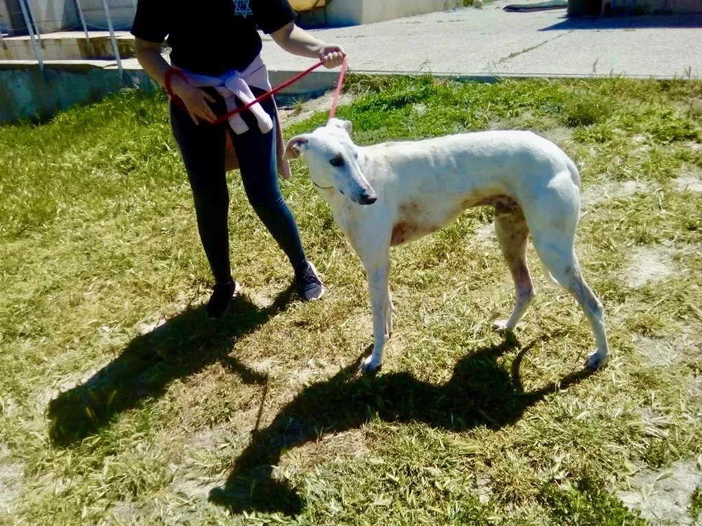 Goliat adozione levrieri galgo 1 1