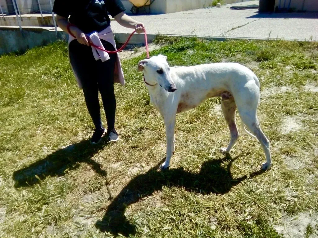 Goliat adozione levrieri galgo 2 1