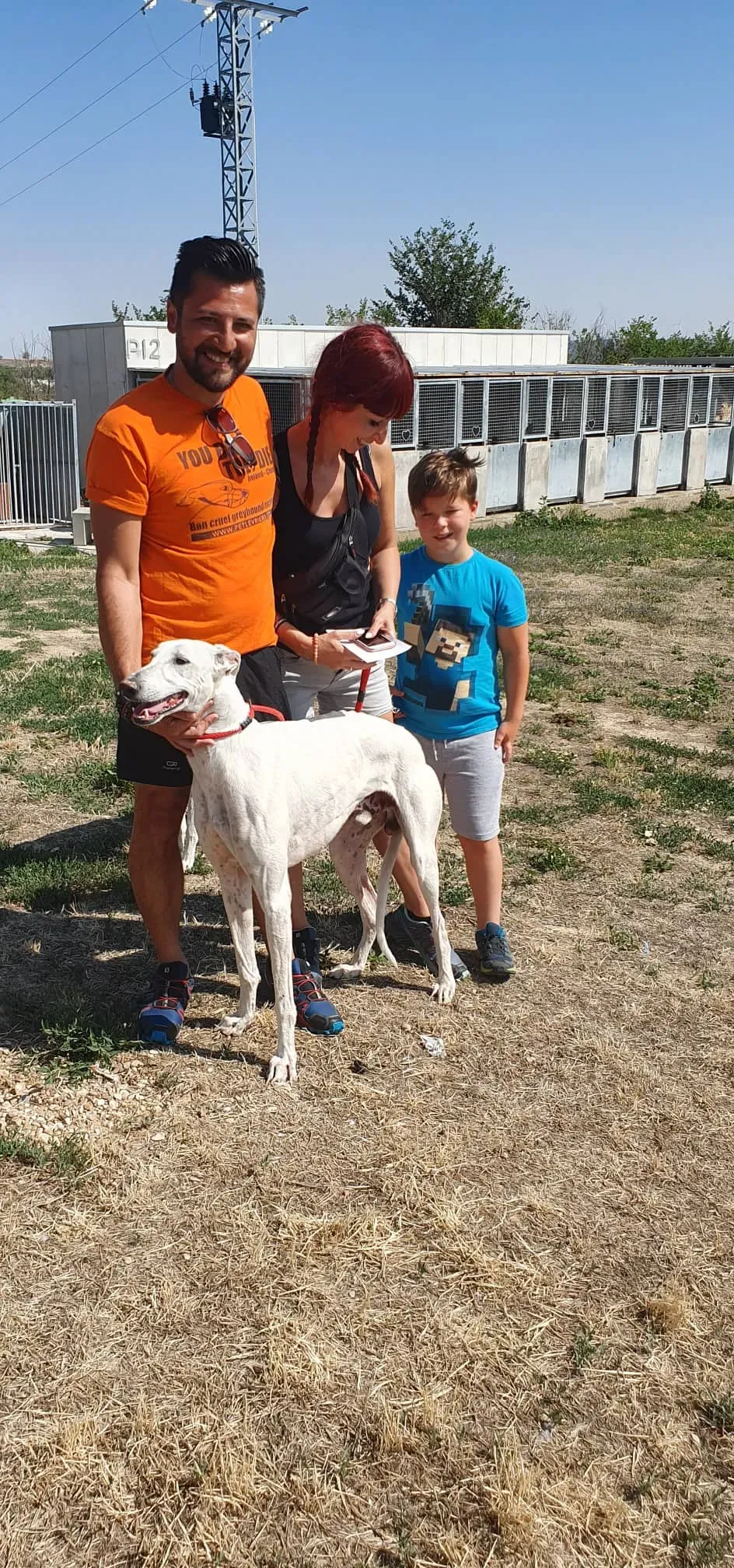 Goliat adozione levrieri galgo 1