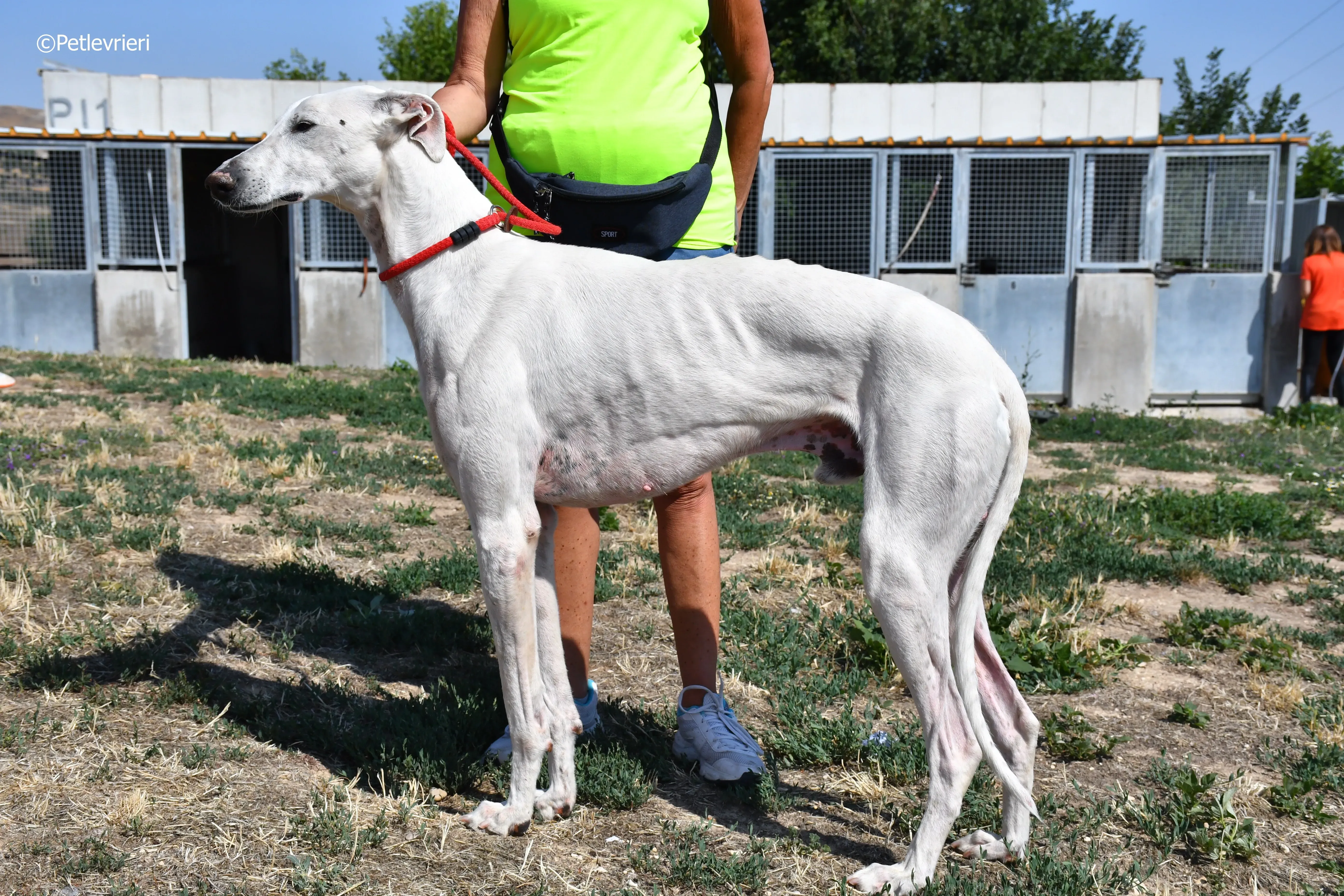 Goliat adozione levrieri galgo 2