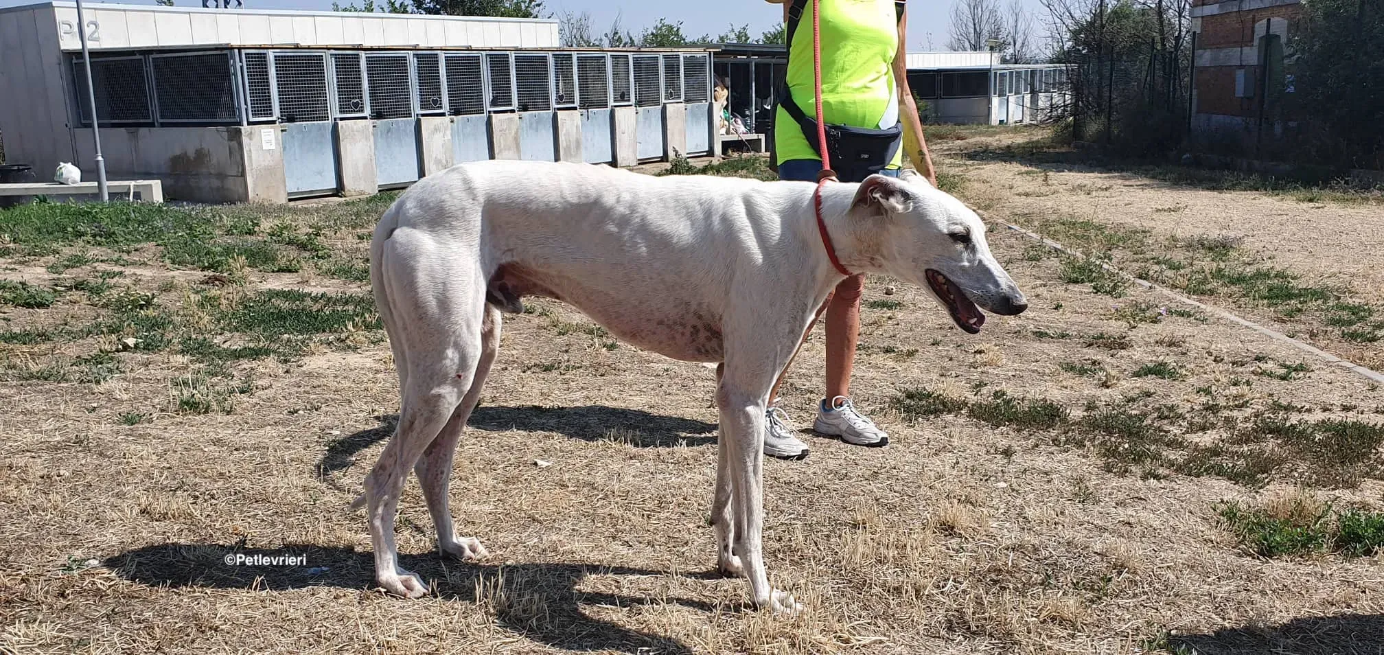 Goliat adozione levrieri galgo 3