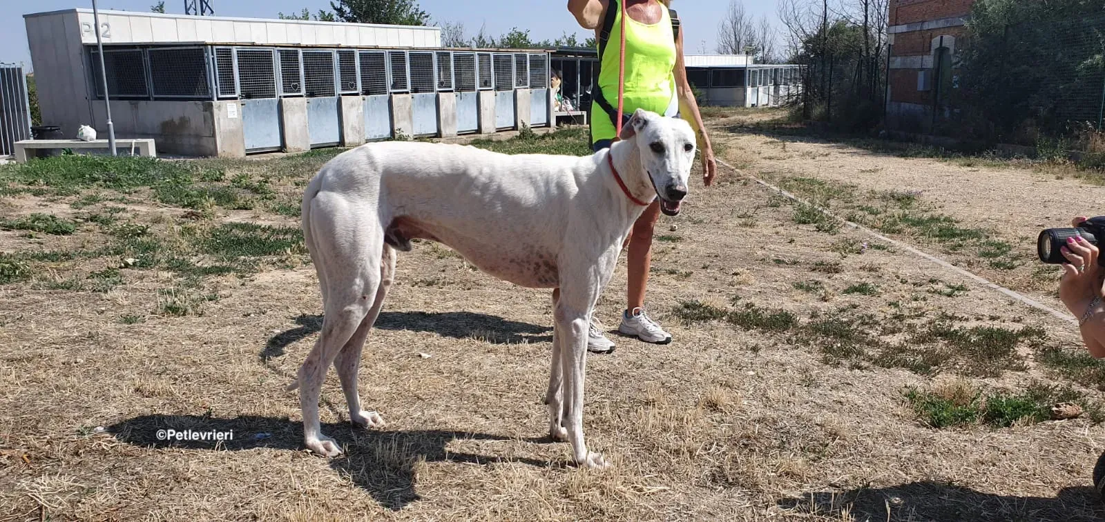 Goliat adozione levrieri galgo 01
