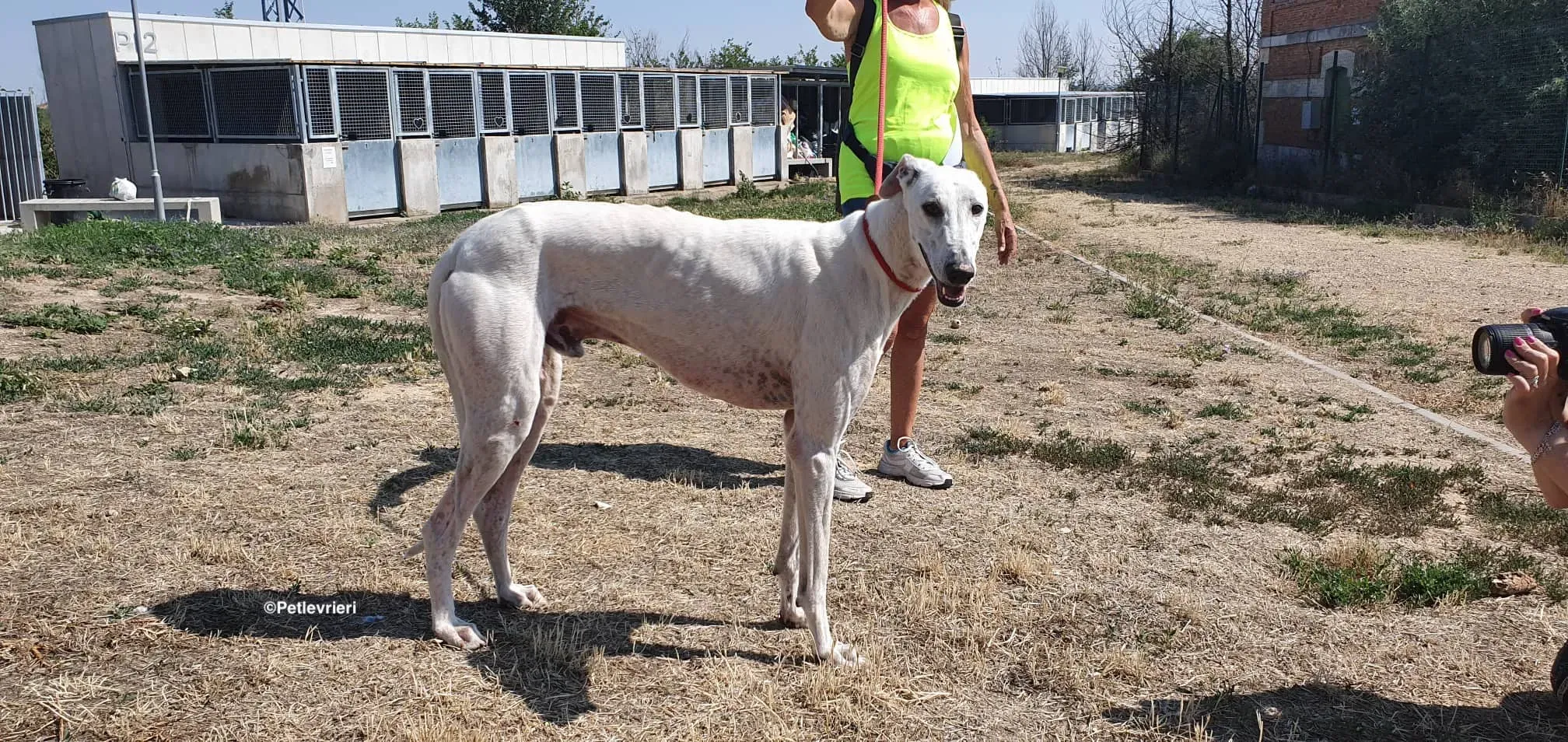 Goliat adozione levrieri galgo 2