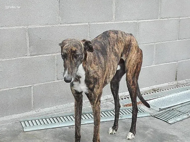 Gomez adozione levrieri galgo 1 copia