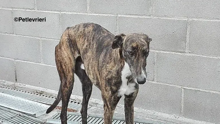 Gomez adozione levrieri galgo 1 copia