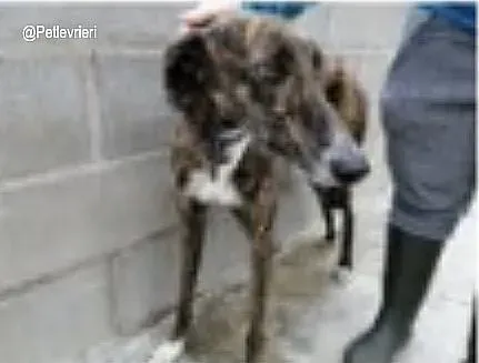 Gomez adozione levrieri galgo 1