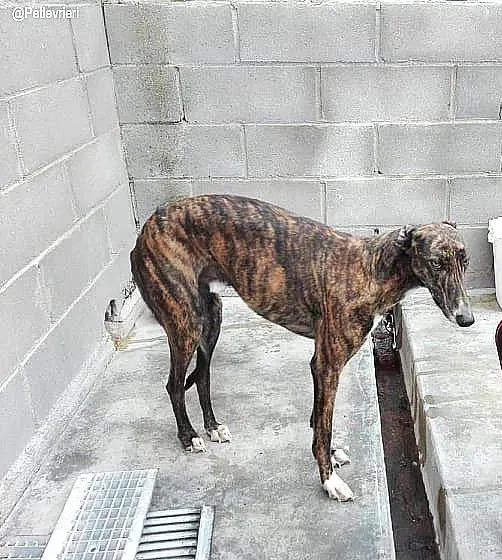 Gomez adozione levrieri galgo 2 copia