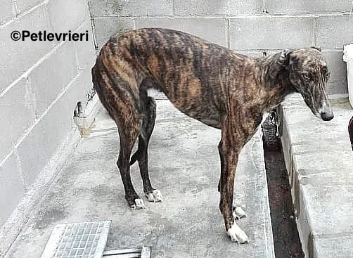 Gomez adozione levrieri galgo 2 copia