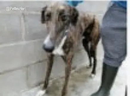 Gomez adozione levrieri galgo 3