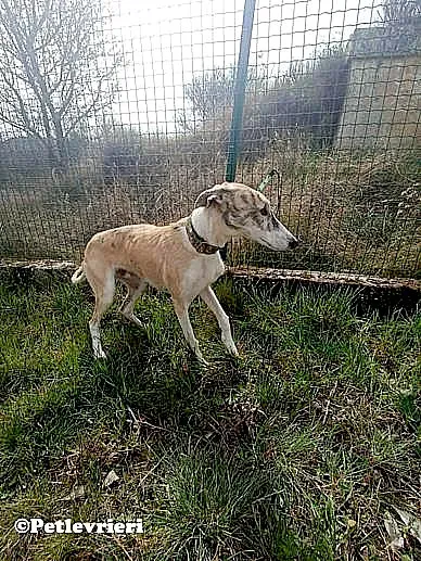 Goran adozione levrieri galgo 01