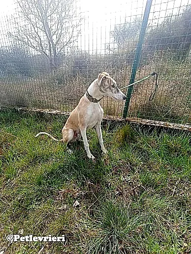 Goran adozione levrieri galgo 02