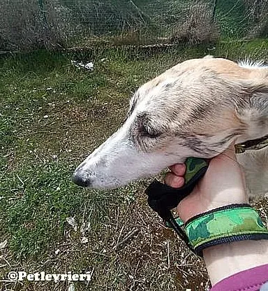 Goran adozione levrieri galgo 03