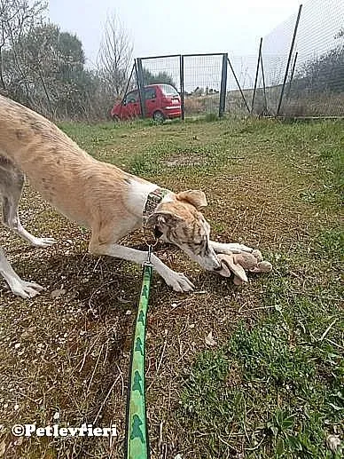 Goran adozione levrieri galgo 04