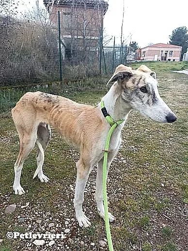 Goran adozione levrieri galgo 05