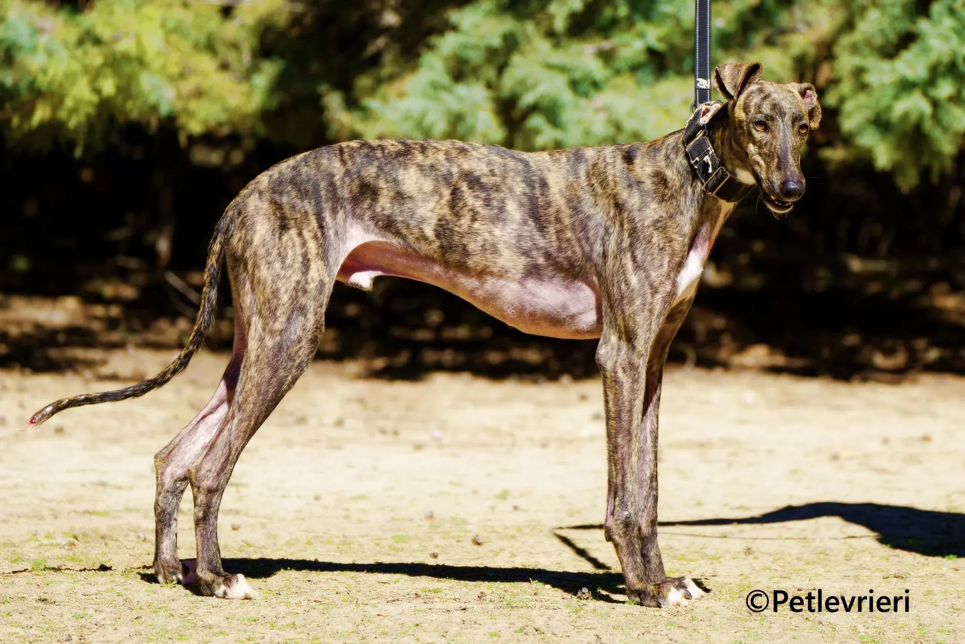 Gorgorito galgo adozione pet levrieri onlus 1 1