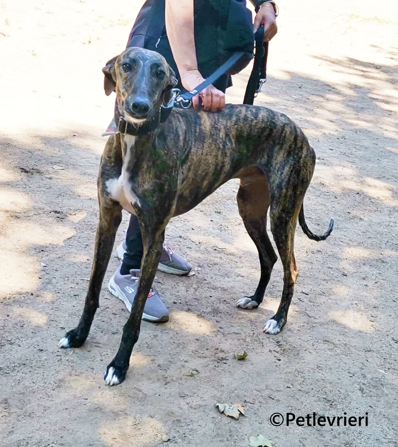 Gorgorito galgo adozione pet levrieri onlus 10